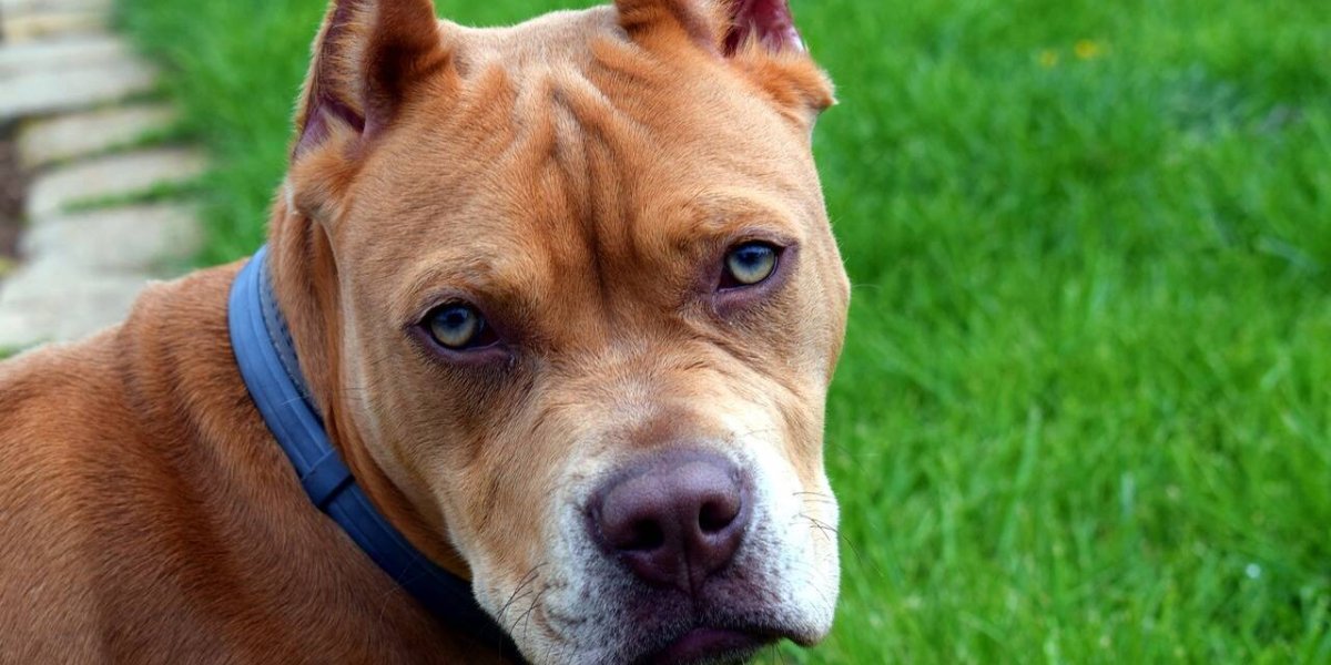 Запрещенные породы собак: какие животные признаны опасными и почему Запрещенные породы собак: какие животные признаны опасными и почему