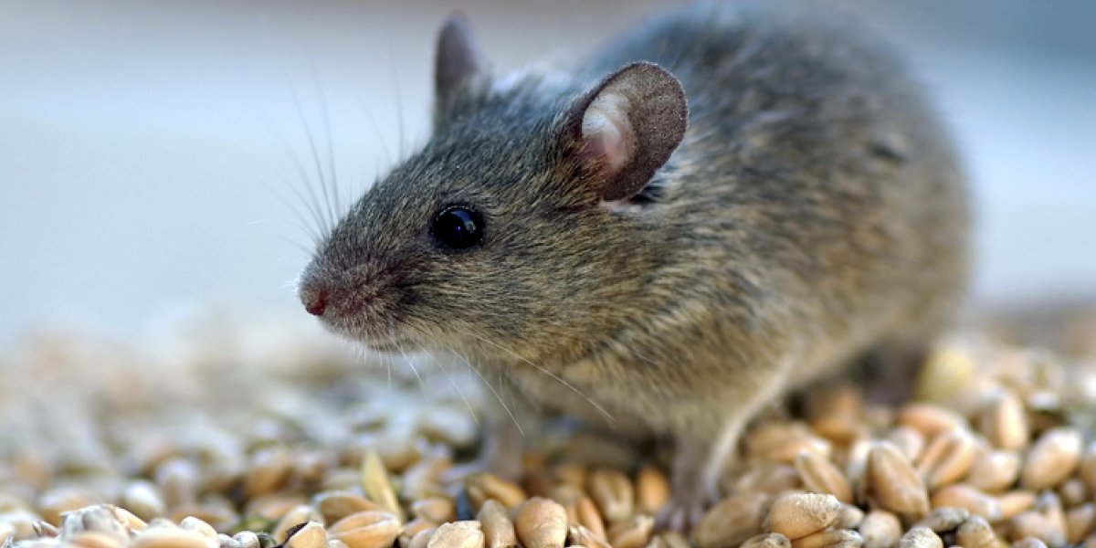 Опасность с грядок: почему городские жители массово заражаются мышиной лихорадкой Опасность с грядок: почему городские жители массово заражаются мышиной лихорадкой